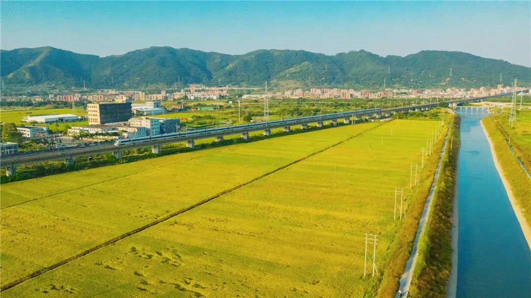 练江稻田陈少强13928930668.jpg 图片