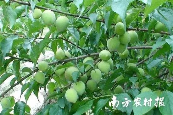 普宁青梅。资料图片 图片